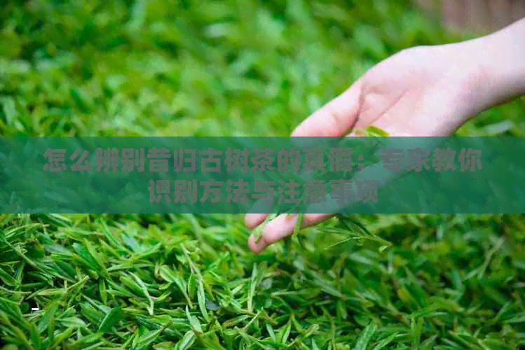 怎么辨别昔归古树茶的真假：专家教你识别方法与注意事项