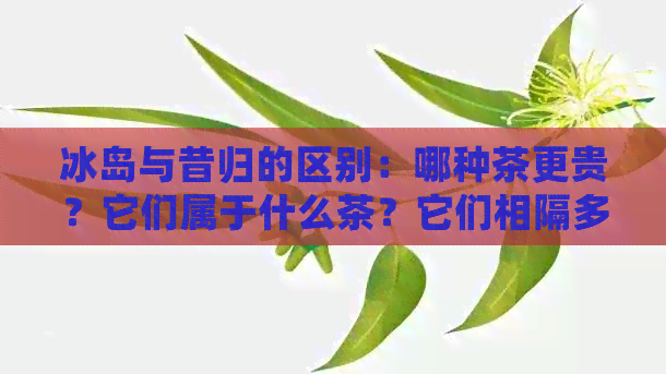 冰岛与昔归的区别：哪种茶更贵？它们属于什么茶？它们相隔多远？