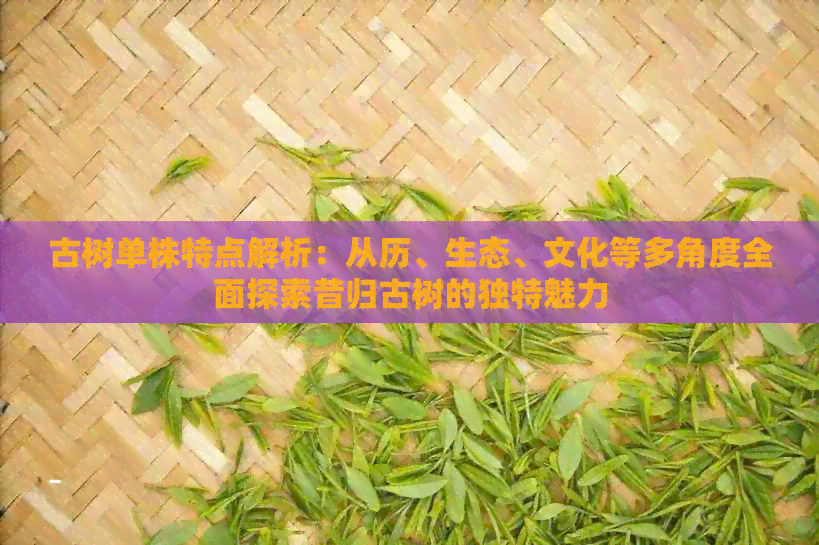 古树单株特点解析：从历、生态、文化等多角度全面探索昔归古树的独特魅力