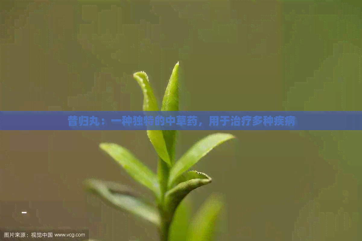 昔归丸：一种独特的中草药，用于治疗多种疾病