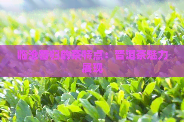 临沧昔归的茶特点：普洱茶魅力展现