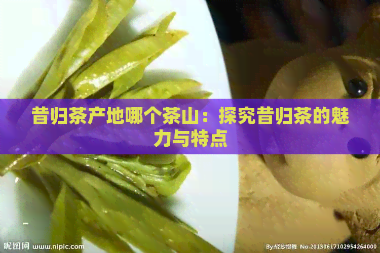 昔归茶产地哪个茶山：探究昔归茶的魅力与特点