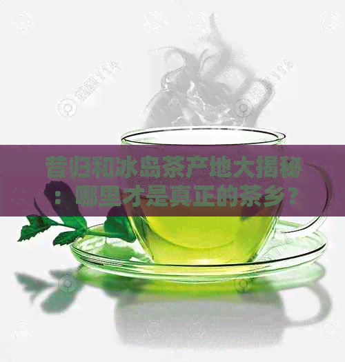 昔归和冰岛茶产地大揭秘：哪里才是真正的茶乡？