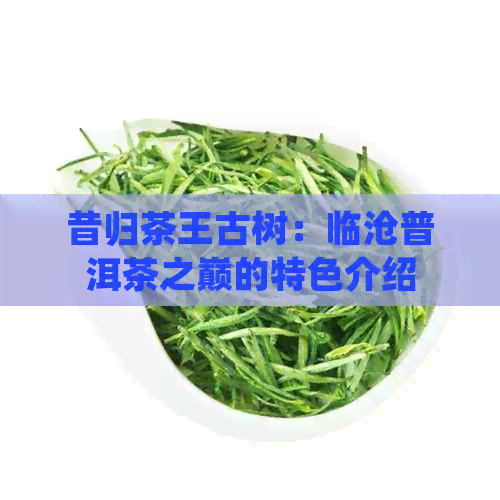 昔归茶王古树：临沧普洱茶之巅的特色介绍