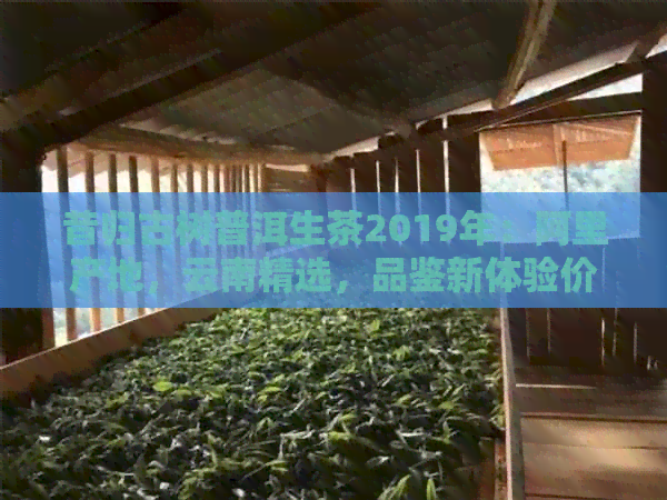 昔归古树普洱生茶2019年：阿里产地，云南精选，品鉴新体验价格实