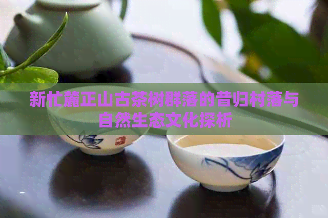 新忙麓正山古茶树群落的昔归村落与自然生态文化探析