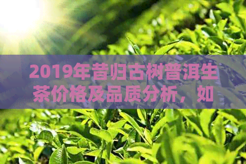 2019年昔归古树普洱生茶价格及品质分析，如何挑选购买？