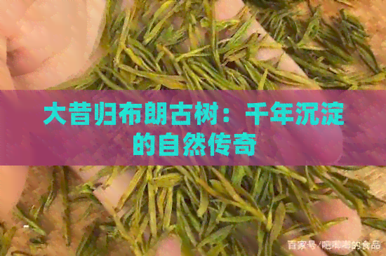 大昔归布朗古树：千年沉淀的自然传奇