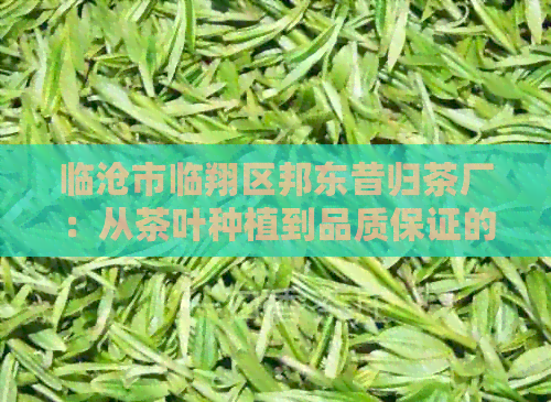 临沧市临翔区邦东昔归茶厂：从茶叶种植到品质保证的全方位解答