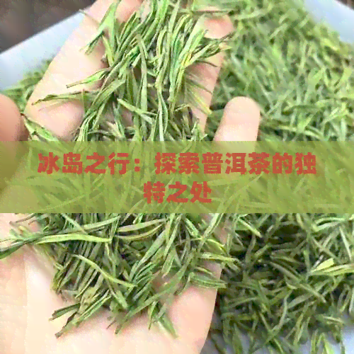 冰岛之行：探索普洱茶的独特之处