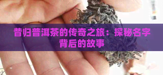 昔归普洱茶的传奇之旅：探秘名字背后的故事