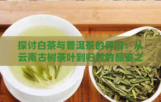 探讨白茶与普洱茶的异同：从云南古树茶叶到归昔的品鉴之路