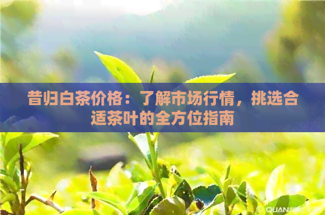 昔归白茶价格：了解市场行情，挑选合适茶叶的全方位指南