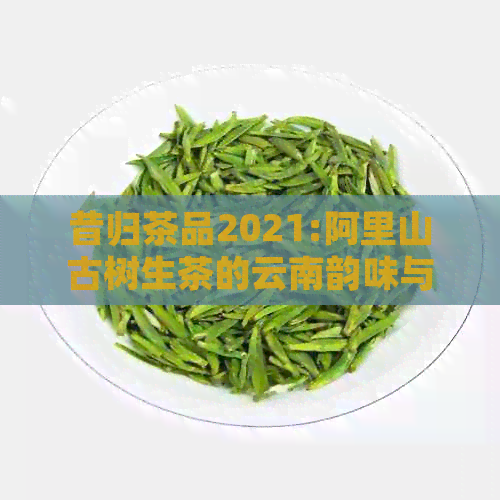 昔归茶品2021:阿里山古树生茶的云南韵味与独特价值