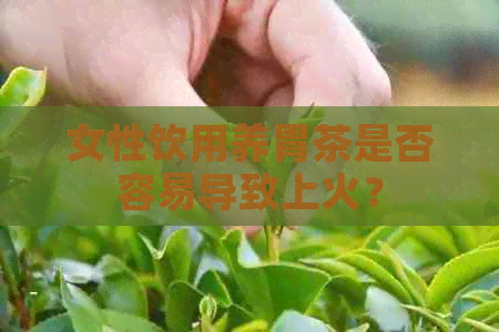 女性饮用养胃茶是否容易导致上火？