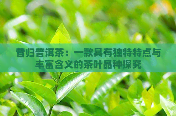 昔归普洱茶：一款具有独特特点与丰富含义的茶叶品种探究