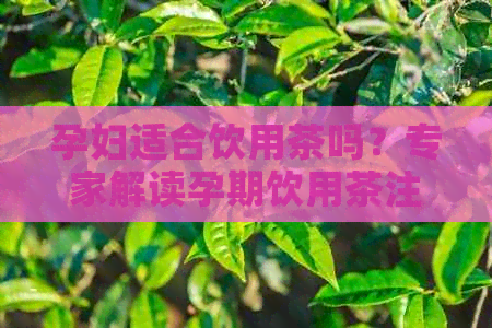 孕妇适合饮用茶吗？专家解读孕期饮用茶注意事项