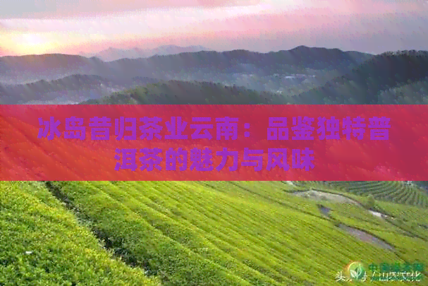 冰岛昔归茶业云南：品鉴独特普洱茶的魅力与风味