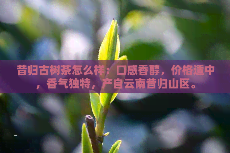 昔归古树茶怎么样：口感香醇，价格适中，香气独特，产自云南昔归山区。