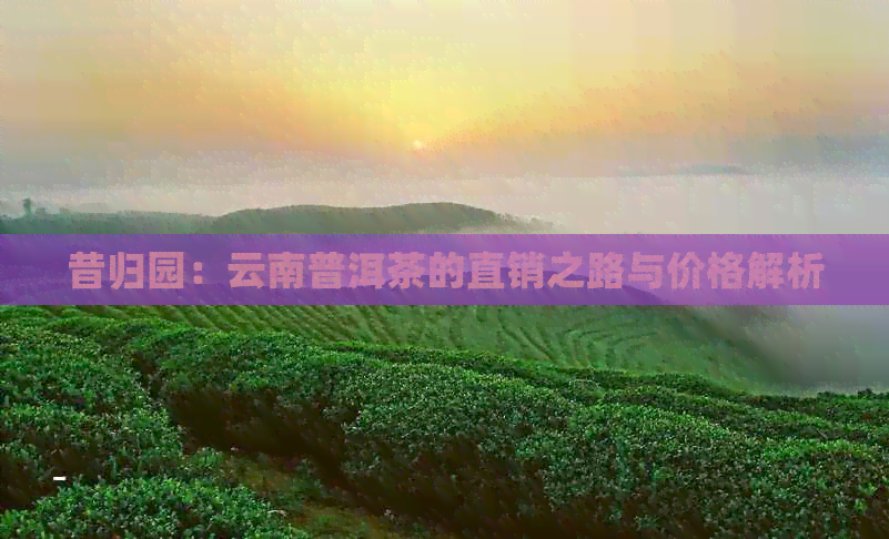 昔归园：云南普洱茶的直销之路与价格解析