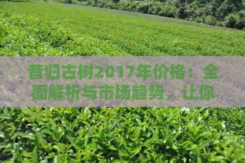 昔归古树2017年价格：全面解析与市场趋势，让你了解古树茶价值与投资前景