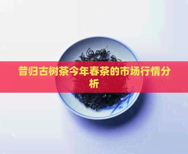 昔归古树茶今年春茶的市场行情分析