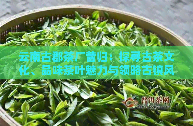 云南古郡茶厂昔归：探寻古茶文化、品味茶叶魅力与领略古镇风情的完美结合