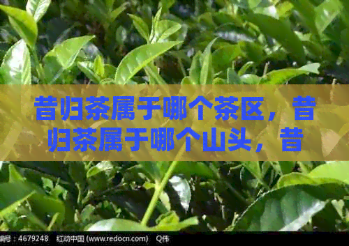 昔归茶属于哪个茶区，昔归茶属于哪个山头，昔归茶属于什么茶类