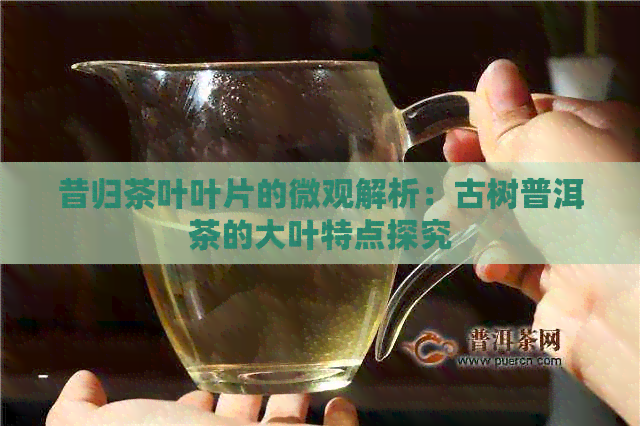 昔归茶叶叶片的微观解析：古树普洱茶的大叶特点探究