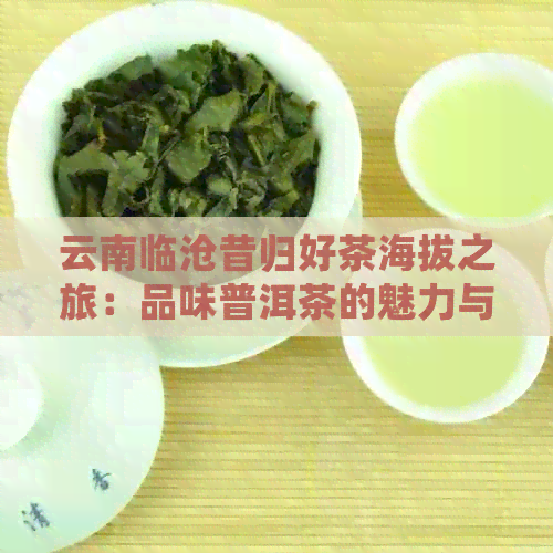 云南临沧昔归好茶海拔之旅：品味普洱茶的魅力与传奇