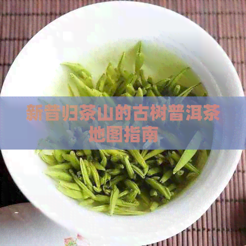 新昔归茶山的古树普洱茶地图指南