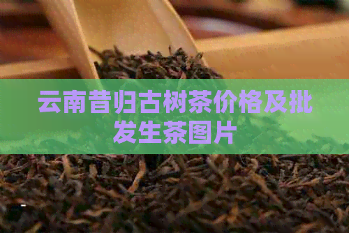 云南昔归古树茶价格及批发生茶图片