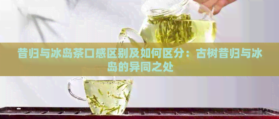 昔归与冰岛茶口感区别及如何区分：古树昔归与冰岛的异同之处