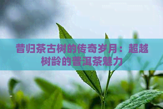 昔归茶古树的传奇岁月：超越树龄的普洱茶魅力