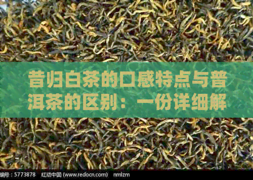 昔归白茶的口感特点与普洱茶的区别：一份详细解析