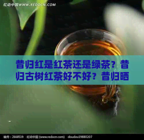 昔归红是红茶还是绿茶？昔归古树红茶好不好？昔归晒红茶怎么样？