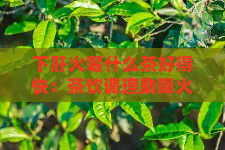 下肝火喝什么茶好得快：茶饮调理助降火，推荐几款有效茶饮