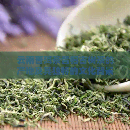 云南普洱茶昔归古树茶的产地及其独特的文化背景