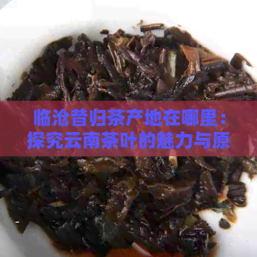 临沧昔归茶产地在哪里：探究云南茶叶的魅力与原产地