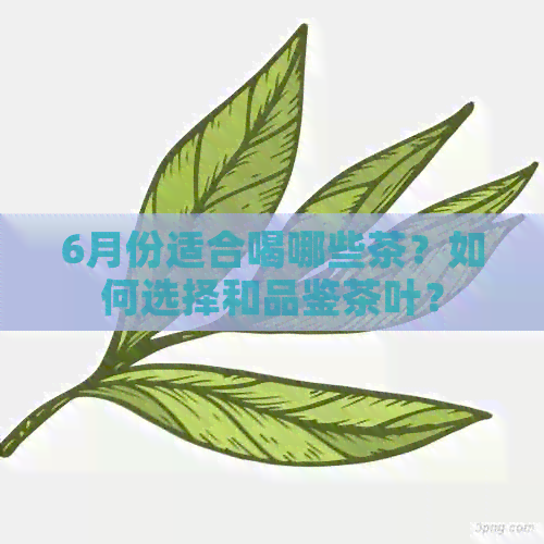 6月份适合喝哪些茶？如何选择和品鉴茶叶？