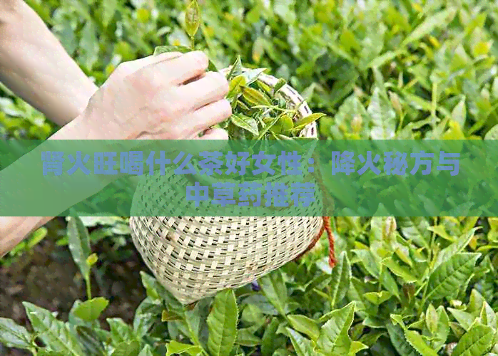 肾火旺喝什么茶好女性：降火秘方与中草药推荐