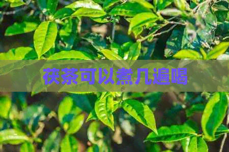 茯茶可以煮几遍喝