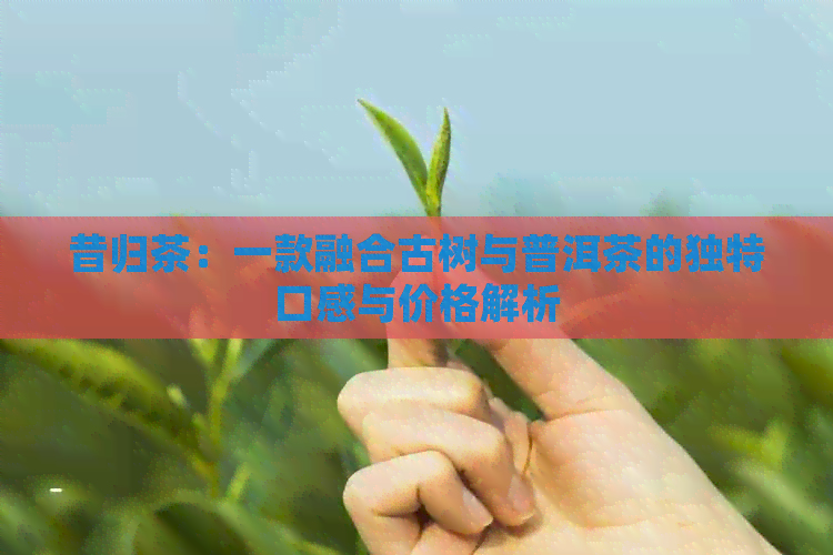 昔归茶：一款融合古树与普洱茶的独特口感与价格解析