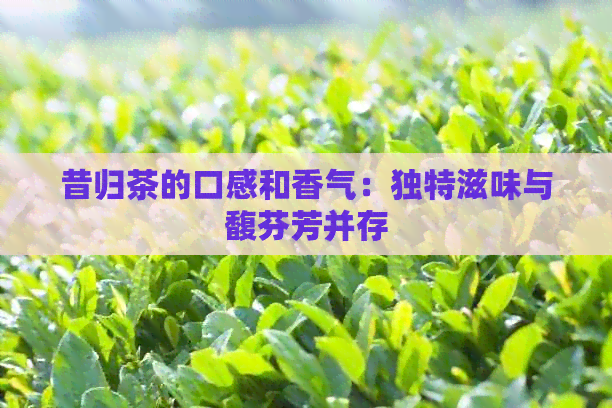 昔归茶的口感和香气：独特滋味与馥芬芳并存