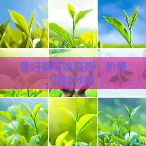 昔归茶与冰岛茶：价格对比分析