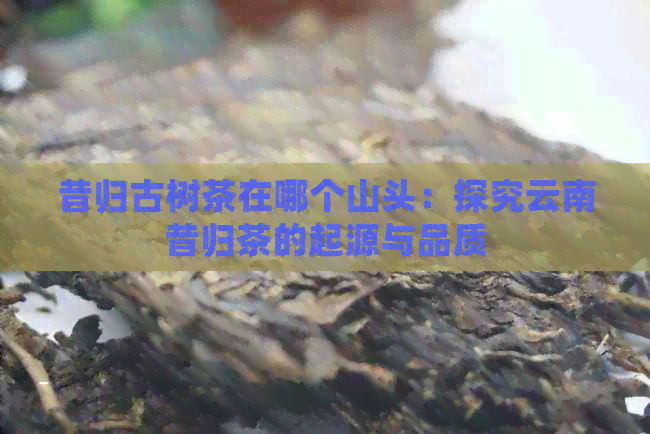 昔归古树茶在哪个山头：探究云南昔归茶的起源与品质