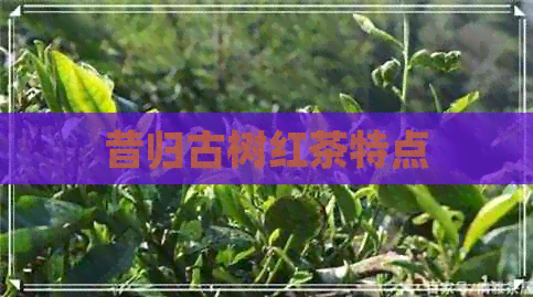 昔归古树红茶特点