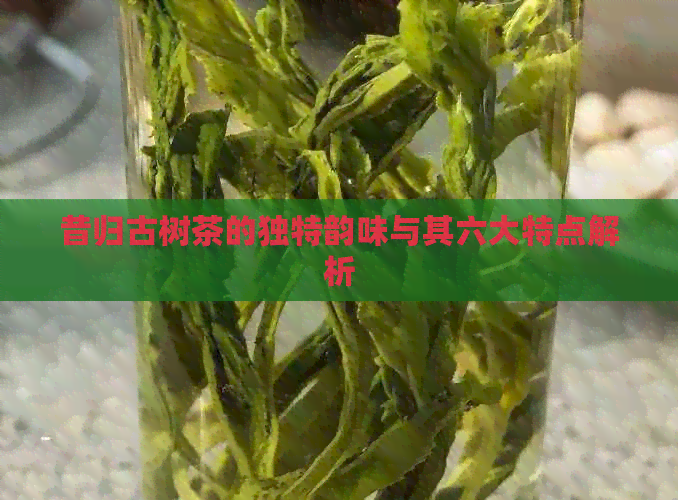 昔归古树茶的独特韵味与其六大特点解析