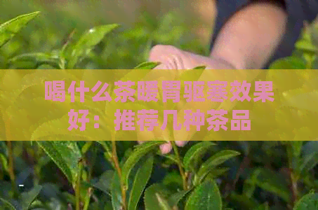 喝什么茶暖胃驱寒效果好：推荐几种茶品