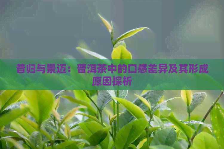 昔归与景迈：普洱茶中的口感差异及其形成原因探析